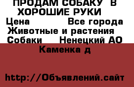 ПРОДАМ СОБАКУ  В ХОРОШИЕ РУКИ  › Цена ­ 4 000 - Все города Животные и растения » Собаки   . Ненецкий АО,Каменка д.